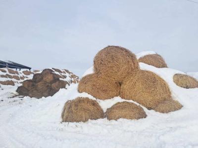 Солома 2025 года №3 (100 рулонов) (Витебская обл., Глубокский р-н, д.Озерцы, ул. Советская, 25)