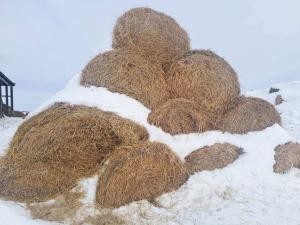 Солома 2025 года №2 (150 рулонов) (Витебская обл., Глубокский р-н, д.Озерцы, ул. Советская, 25)