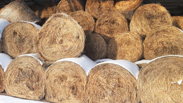 Сено 2025 года №3 (50 рулонов), 350-400 кг/рул. (Витебская обл., Браславский р-н, аг.Друя, ул. Браславская, 62)