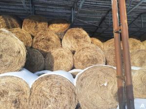Сено 2025 года №2 (100 рулонов), 350-400 кг/рул. (Витебская обл., Браславский р-н, аг.Друя, ул. Браславская, 62)
