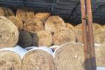 Сено 2025 года №2 (150 рулонов), 350-400 кг/рул. (Витебская обл., Браславский р-н, аг.Друя, ул. Браславская, 62)
