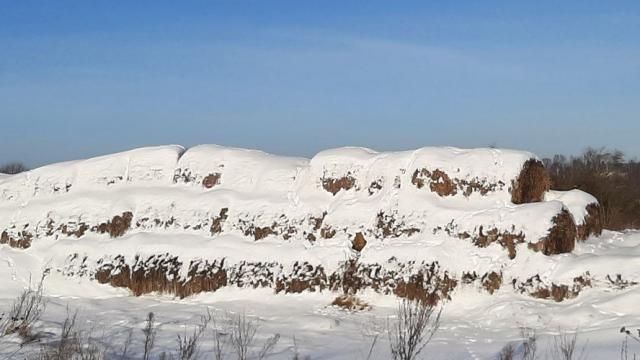 Солома 2025 года №1 (50 рулонов) (Витебская обл., Браславский р-н, аг.Друя, ул. Браславская, 62)