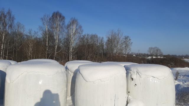 Сенаж в стрейч упаковке №1 (100 рулонов), 650-700 кг/рул. (Витебская обл., Браславский р-н, аг.Друя, ул. Браславская, 62)