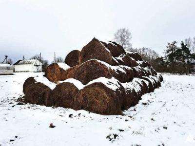 Сено 2025 года №3 (50 рулонов), 350-400 кг./рул. (Витебская обл., Браславский р-н, аг.Друя, ул. Браславская, 62)