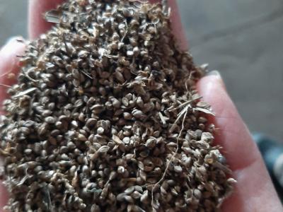 Семена пайзы №1 (5 тонн) (Витебская обл., Браславский р-н, аг.Друя, ул. Браславская, 62)