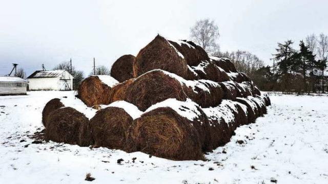 Сено 2025 года №3 (150 рулонов), 350-400 кг/рул. (Витебская обл., Браславский р-н, аг.Друя, ул. Браславская, 62)