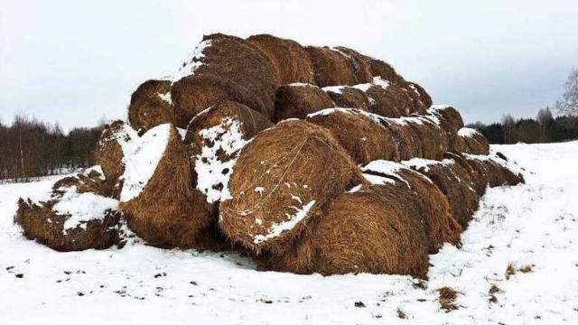 Солома 2025 года №2 (50 рулонов) (Витебская обл., Браславский р-н, аг.Друя, ул. Браславская, 62)