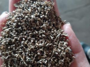 Семена пайзы (10 тонн) (Витебская обл., Браславский р-н, аг.Друя, ул. Браславская, 62)