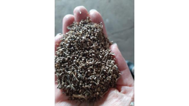 Семена пайзы (15 тонн) (Витебская обл., Браславский р-н, аг.Друя, ул. Браславская, 62)