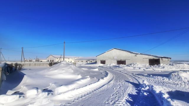 Комплекс 9 зданий фермы (2 коровника, 4 телятника, склад, навес, 5 сенажных траншей) общей пл. 10734,5 кв.м. с благоустройством территории и прочим имуществом (Витебская обл., Глубокский р-н, Озерецкий с/с, 22, вблизи д.Каминщина)