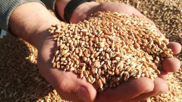 Ячмень озимый 2025 года (25 тонн) (Витебская обл., Миорский р-н, Повятский с/с, д.Паташня, ул. Молодёжная, 13)