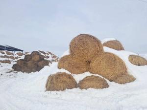 Солома 2025 года №2 (50 рулонов) (Витебская обл., Глубокский р-н, д.Озерцы, ул. Советская, 25)