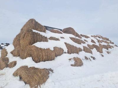 Солома 2025 года №3 (50 рулонов) (Витебская обл., Глубокский р-н, д.Озерцы, ул. Советская, 25)