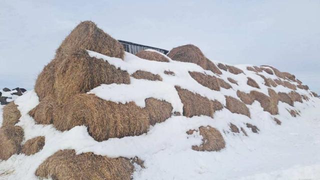 Солома 2025 года №3 (50 рулонов) (Витебская обл., Глубокский р-н, д.Озерцы, ул. Советская, 25)